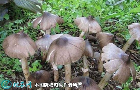 蘑菇品种大全图片20