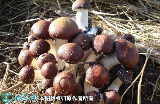 蘑菇品种大全图片28