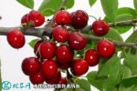 樱桃品种排名、常见早中晚熟大樱桃品种...