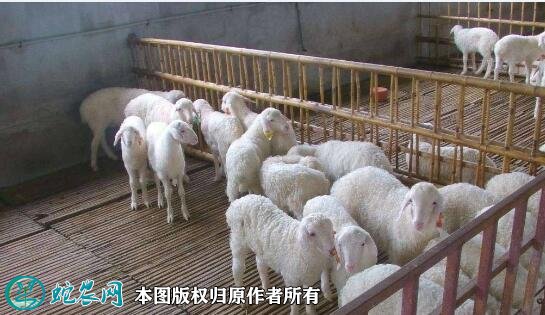 养羊技术大全图4
