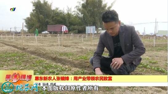 惠东新农人张镜锋:“公司+基地+农户”产业化生产模式带农民致富