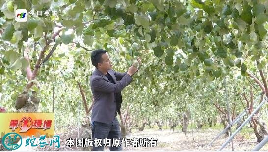 惠东新农人张镜锋:“公司+基地+农户”产业化生产模式带农民致富