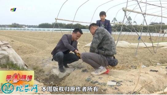 惠东新农人张镜锋:“公司+基地+农户”产业化生产模式带农民致富