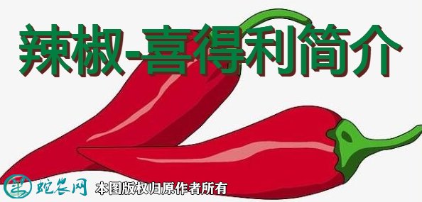 辣椒新品种：喜得利简介