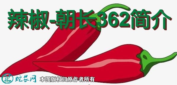 辣椒新品种:朝长362简介