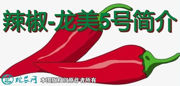 辣椒新品种：龙美5号简介