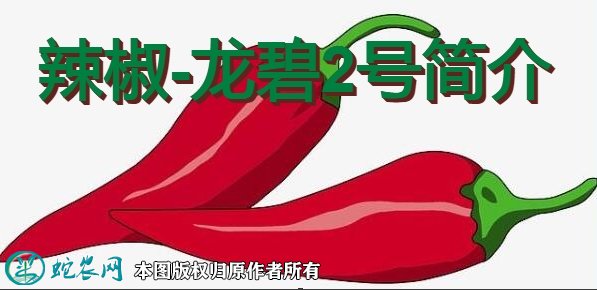 辣椒新品种：龙碧2号简介