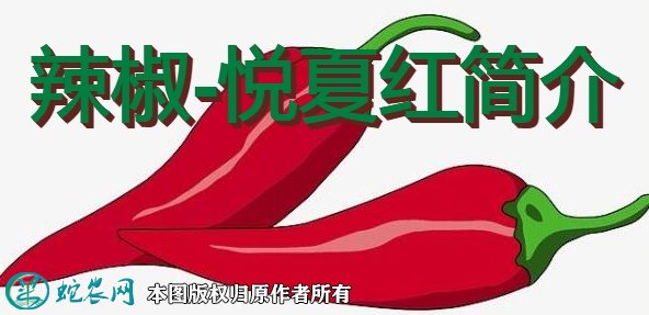 辣椒新品种:悦夏红简介