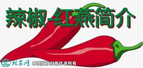 辣椒新品种：红燕简介