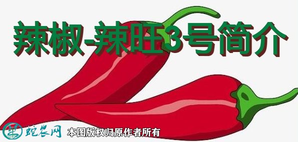 辣椒新品种：辣旺3号简介