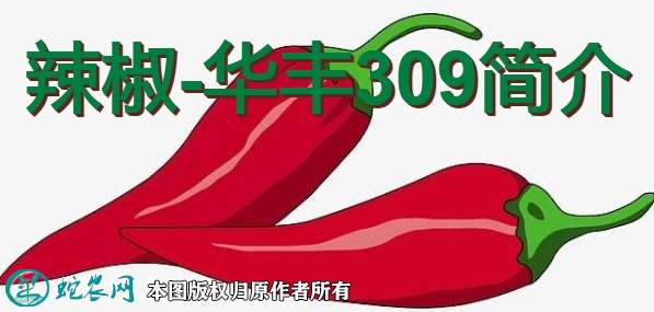 辣椒新品种:华丰309简介