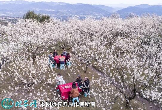 重庆市巴南:“赏花经济”成乡村振兴新动力!以花为媒“赏花游”成就“花经济”!