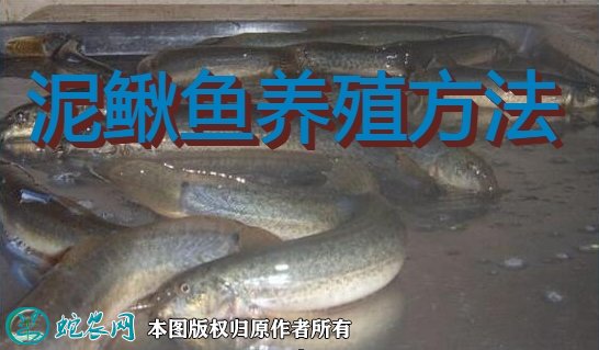 泥鳅鱼养殖方法图1