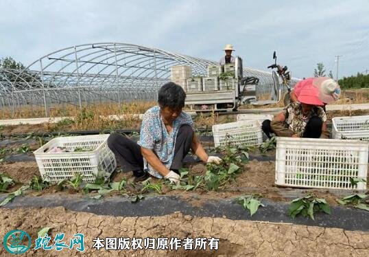 天津市：宝坻区推进农业规模化经营助力乡村振兴！