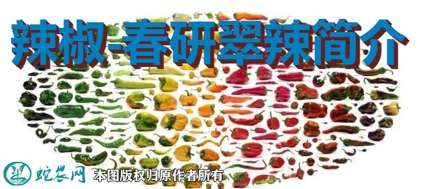 辣椒新品种：春研翠辣简介