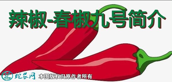 辣椒新品种:春椒九号简介
