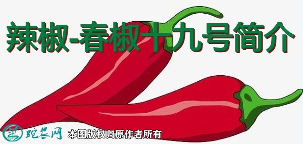 辣椒新品种：春椒十九号简介