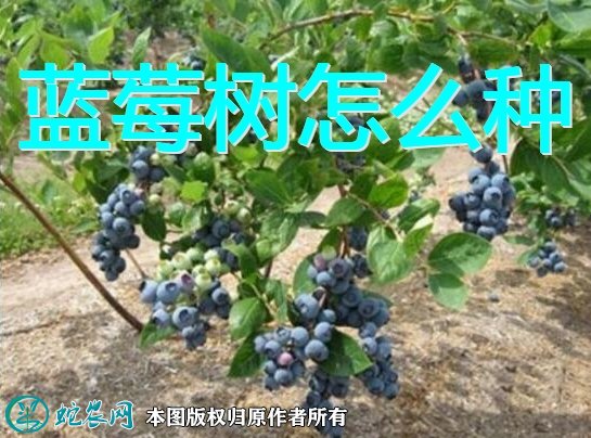 蓝莓树怎么种图1