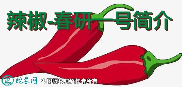 辣椒新品种：春研一号简介
