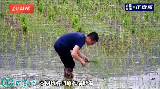 76万公里“环月旅行”！嫦娥五号太空稻移栽至试验田！