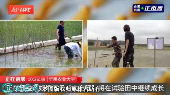76万公里“环月旅行”！嫦娥五号太空稻移栽至试验田！