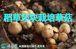 种植蘑菇、稻草坯块栽培草菇新技术