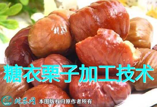 糖衣栗子加工技术