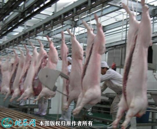 2021年4月1日白条猪价格行情、今日白条猪肉多少钱一斤?