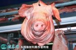 2021年4月1日猪头价格行情、今日...