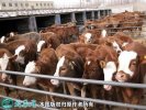2021年4月1日肉牛价格行情、今日...