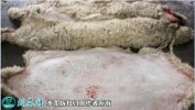 2021年4月7日羊皮价格行情、今日...