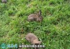 2021年4月7日野兔种兔价格行情、...