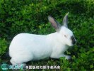 2021年4月7日肉兔种兔价格行情、...