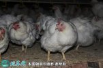 2021年4月8日毛鸡价格行情、今日...
