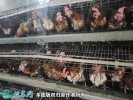 2021年4月8日淘汰鸡价格行情、今...