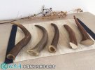 2021年4月8日鹿角价格行情、今日...