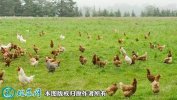 2021年4月8日走地鸡价格行情、今...
