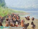 2021年4月8日五谷鸡价格行情、今...