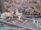 2021年4月9日童鸡价格行情、今日...
