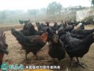 2021年4月9日黑羽乌鸡价格行情、...