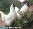 2021年4月9日白羽乌骨鸡价格行情...