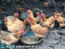 2021年4月9日灵山鸡价格行情、今...