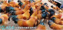2021年4月9日阉鸡价格行情、今日...