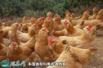 2021年4月9日三黄鸡价格行情、今...