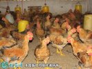 2021年4月9日麻黄鸡价格行情、今...