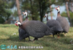 2021年4月9日珍珠鸡价格行情、今...