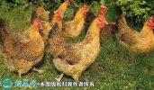 2021年4月9日清远麻鸡价格行情、...