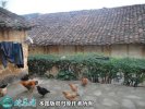 2021年4月10日南丹瑶鸡价格行情...