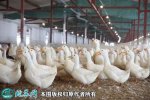 2021年4月10日肉鸭价格行情、今...