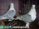 2021年4月12日淑女鸽价格行情、...